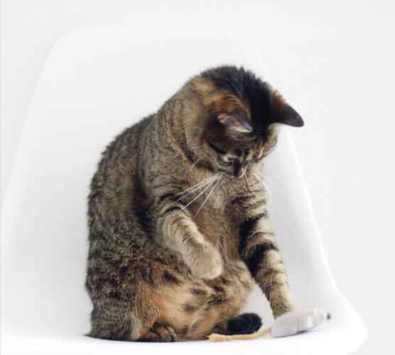 免费轰炸网页版